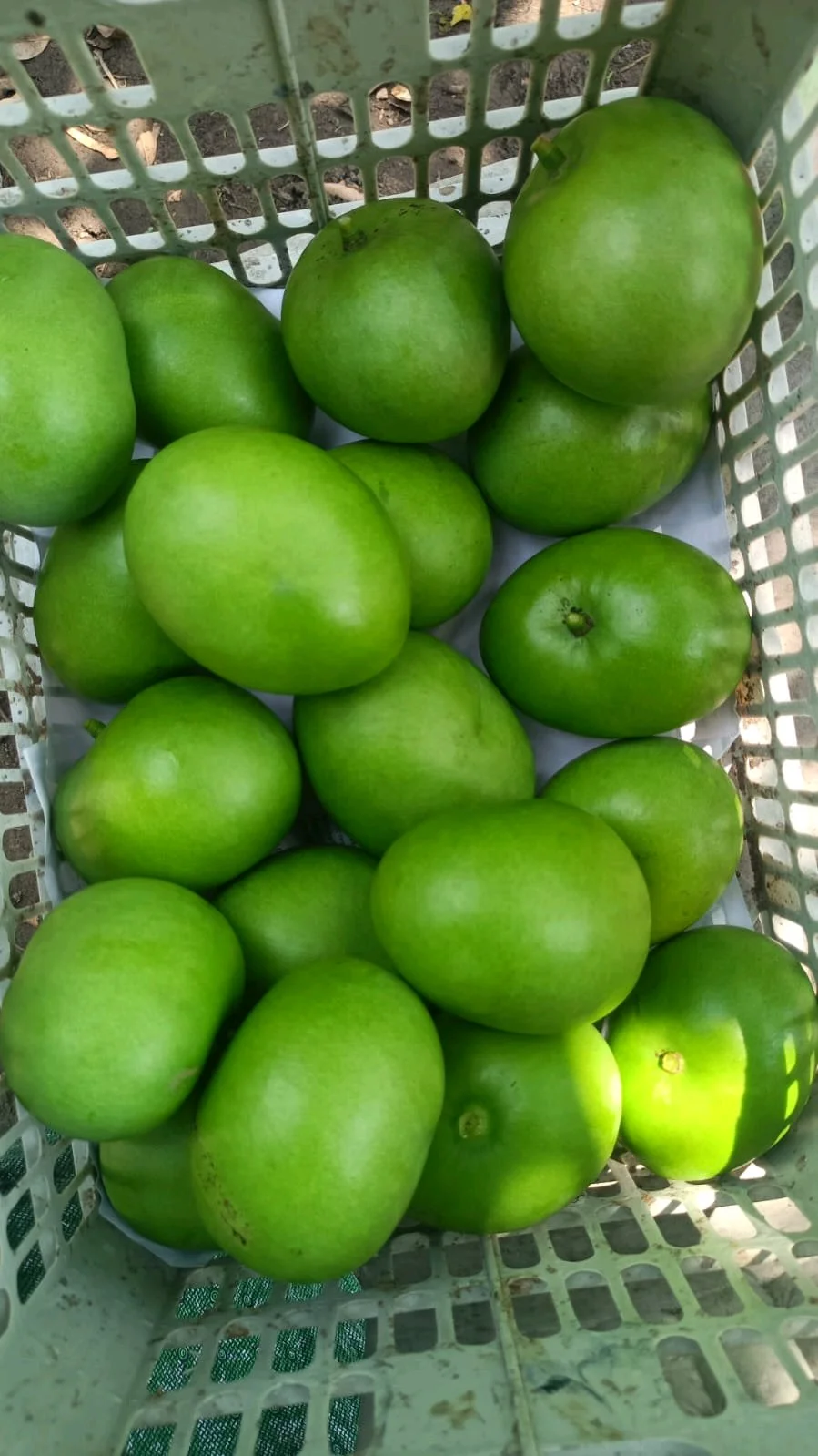 Raw Green Mangoes